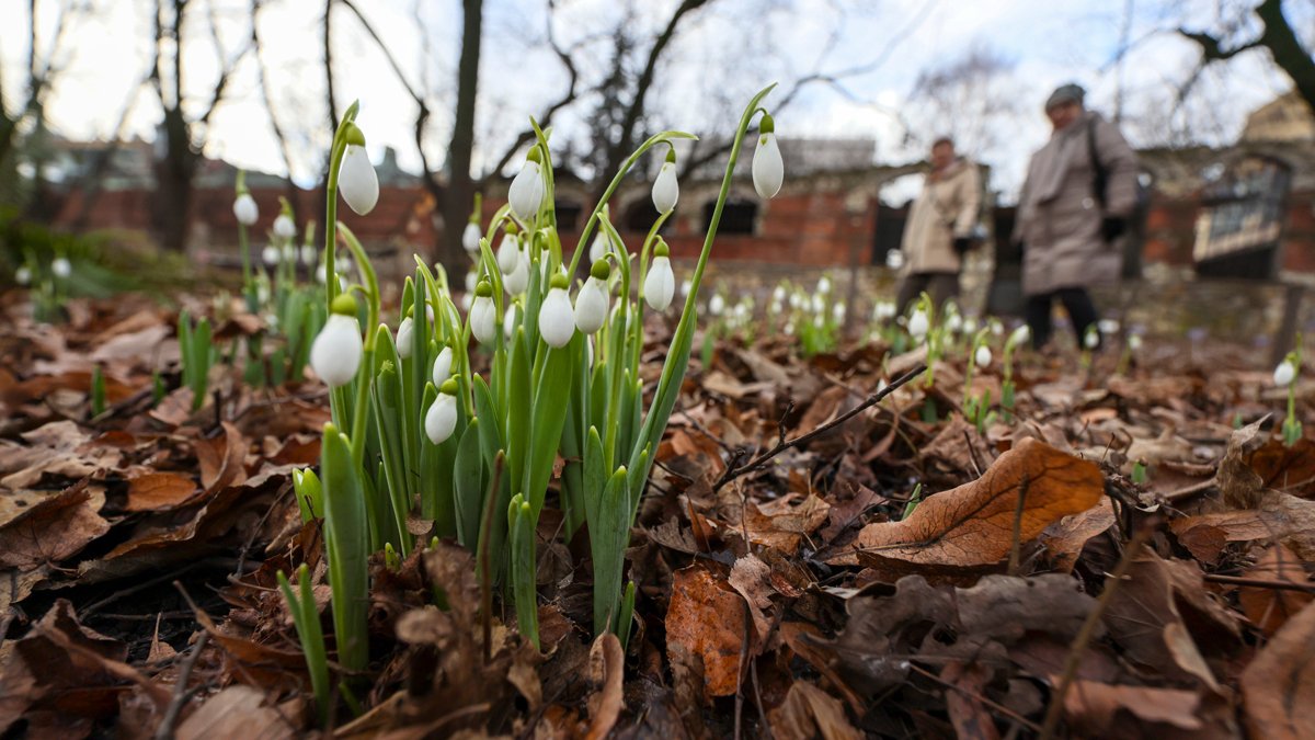 Распустившиеся подснежники в Ботаническом саду МГУ, Москва, 4 февраля 2025 года. Фото: Сергей Ильницкий / EPA