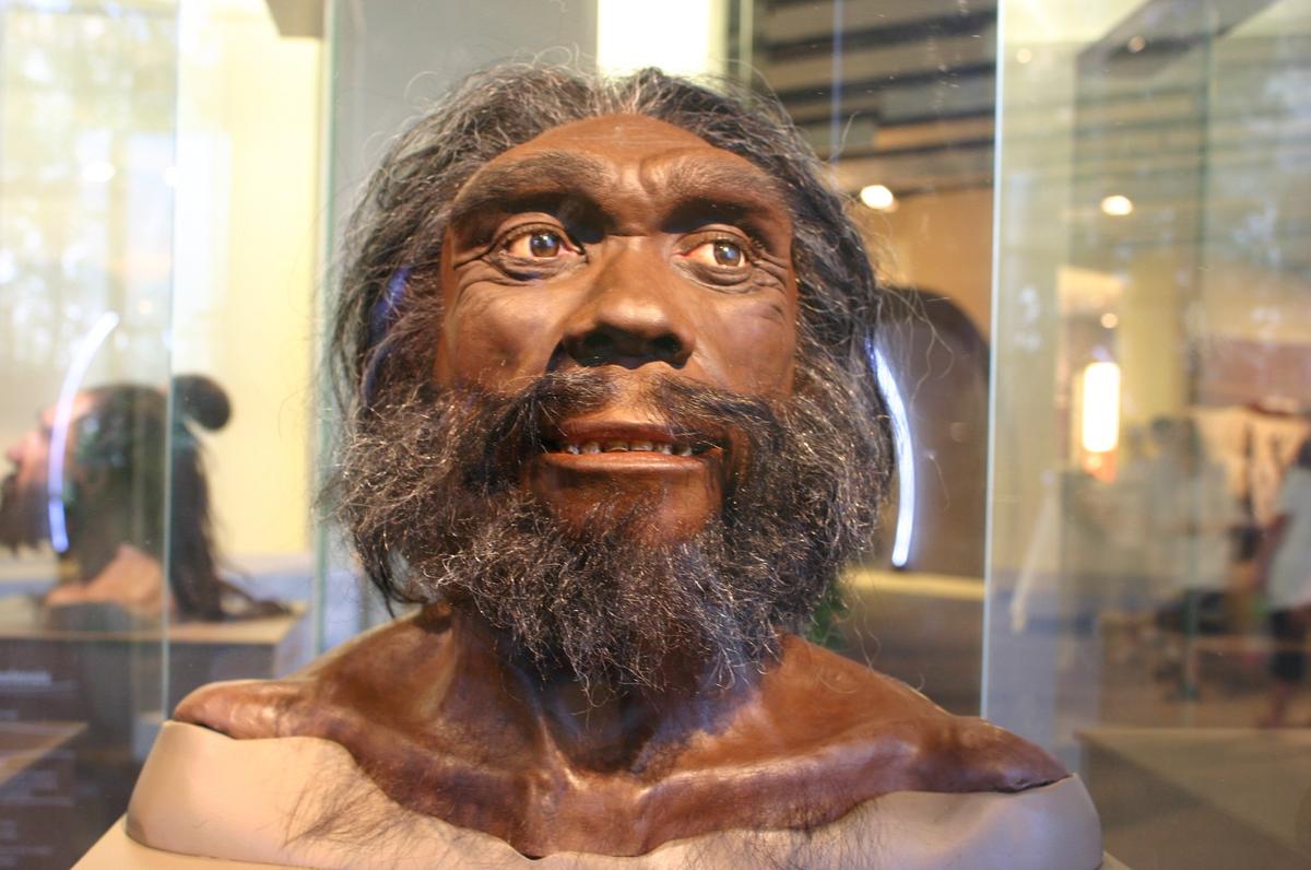 Homo heidelbergensis. Фото: flickr