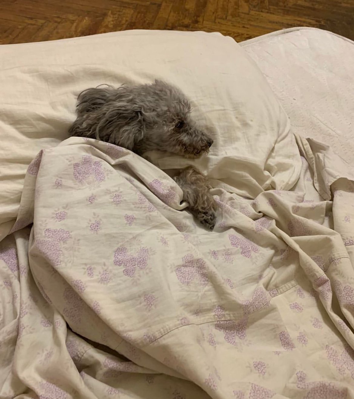 Данил Иванович, собака Жени Беркович. Фото: Instagram