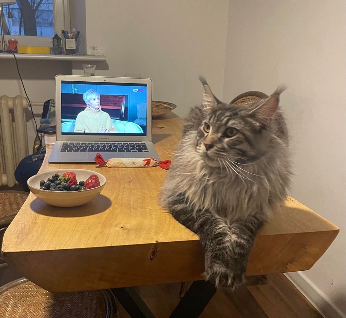 Кот Муратов. Фото: Instagram